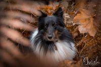 Herbst_Dog_Yunalu_Fotografie